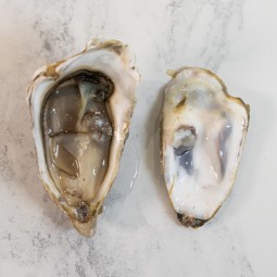 Maldon rock oysters