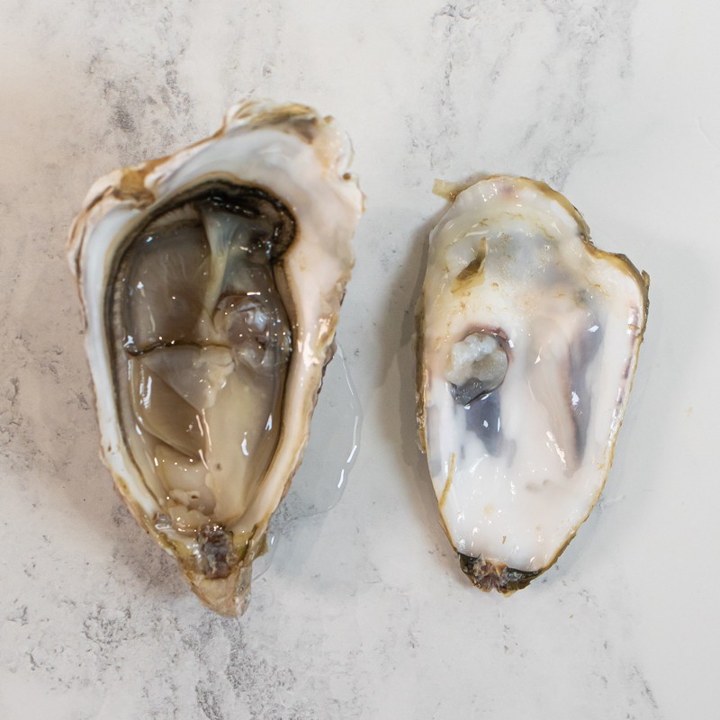 Maldon rock oysters Maldon rock oysters