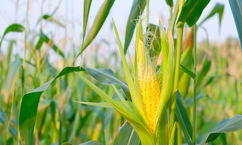 Corn on the hob