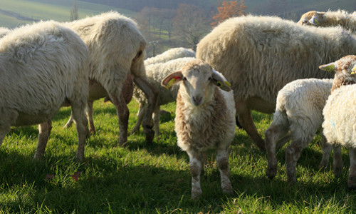 Meet Our Partner Axuria– Pyrenean Milk-Fed Lamb